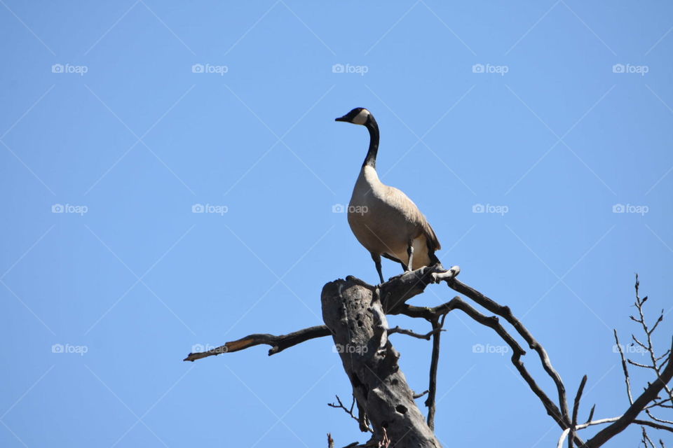 Canada goose in tree