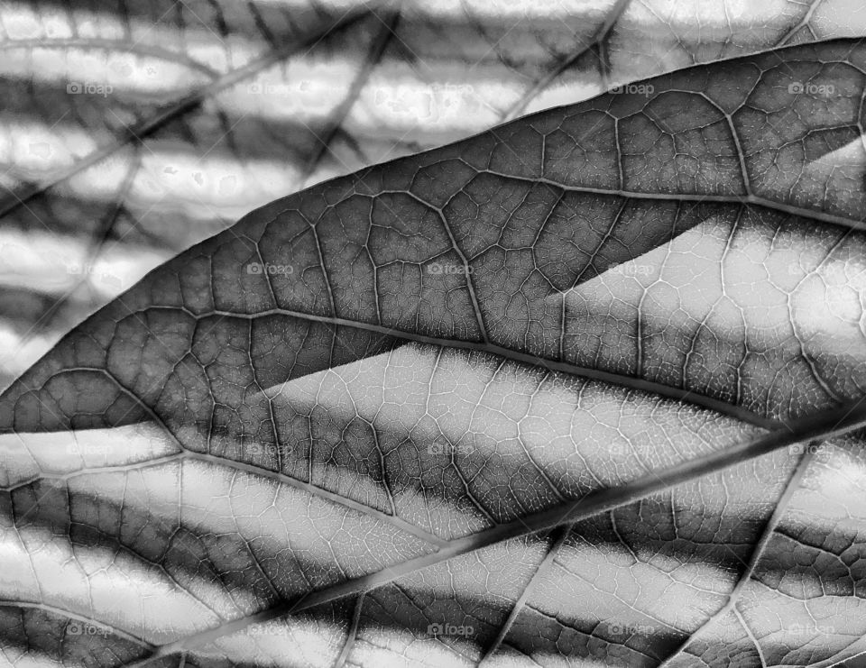 Overlapping leaf pattern