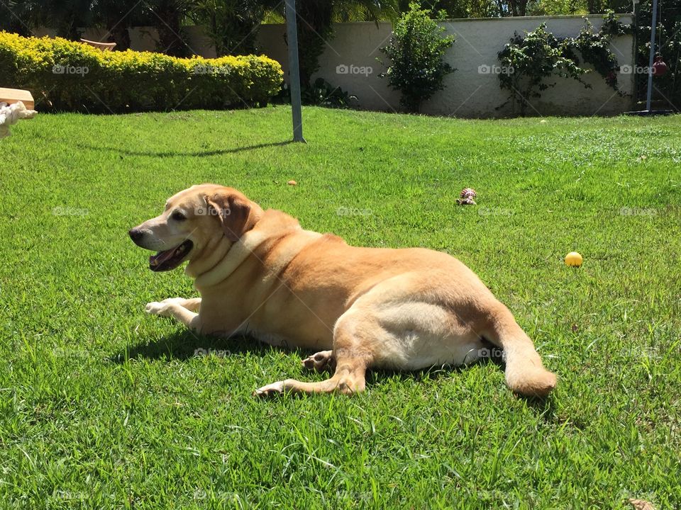Labrador lying on grass