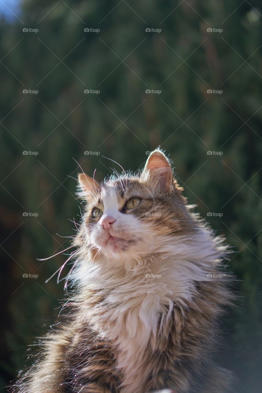 Close-up of cat looking away