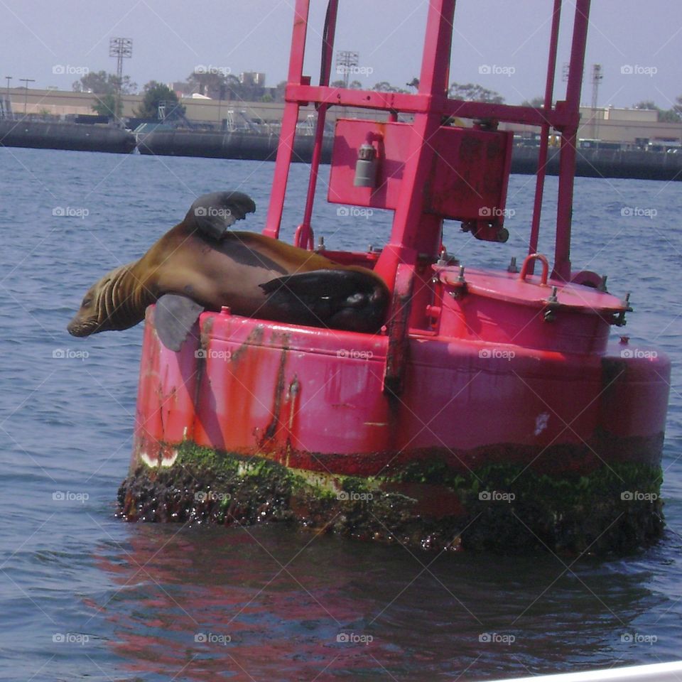 seal on bouy