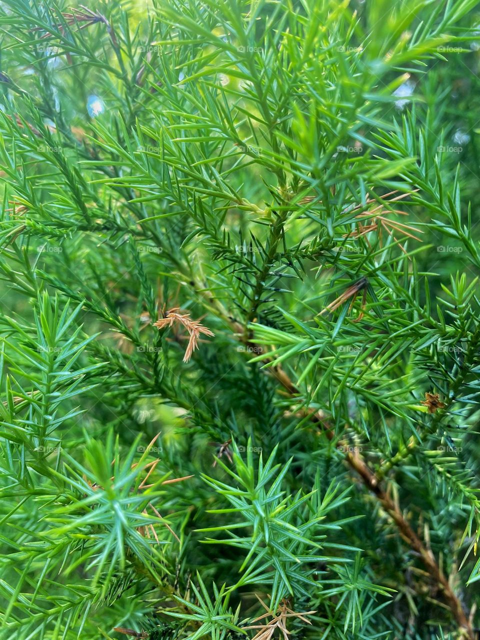 Pine