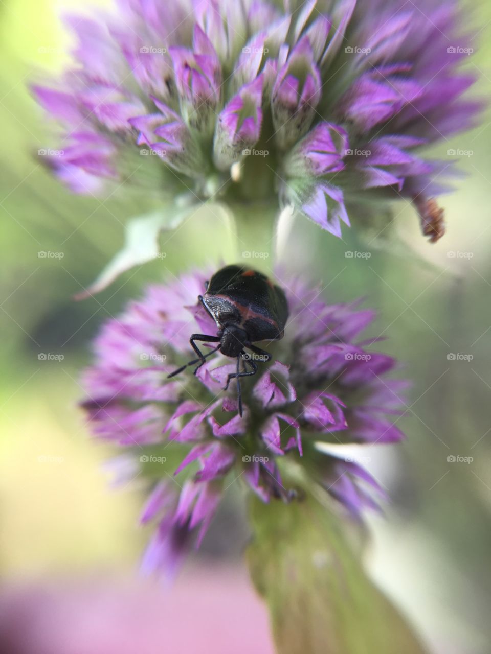 Beetle on lavender