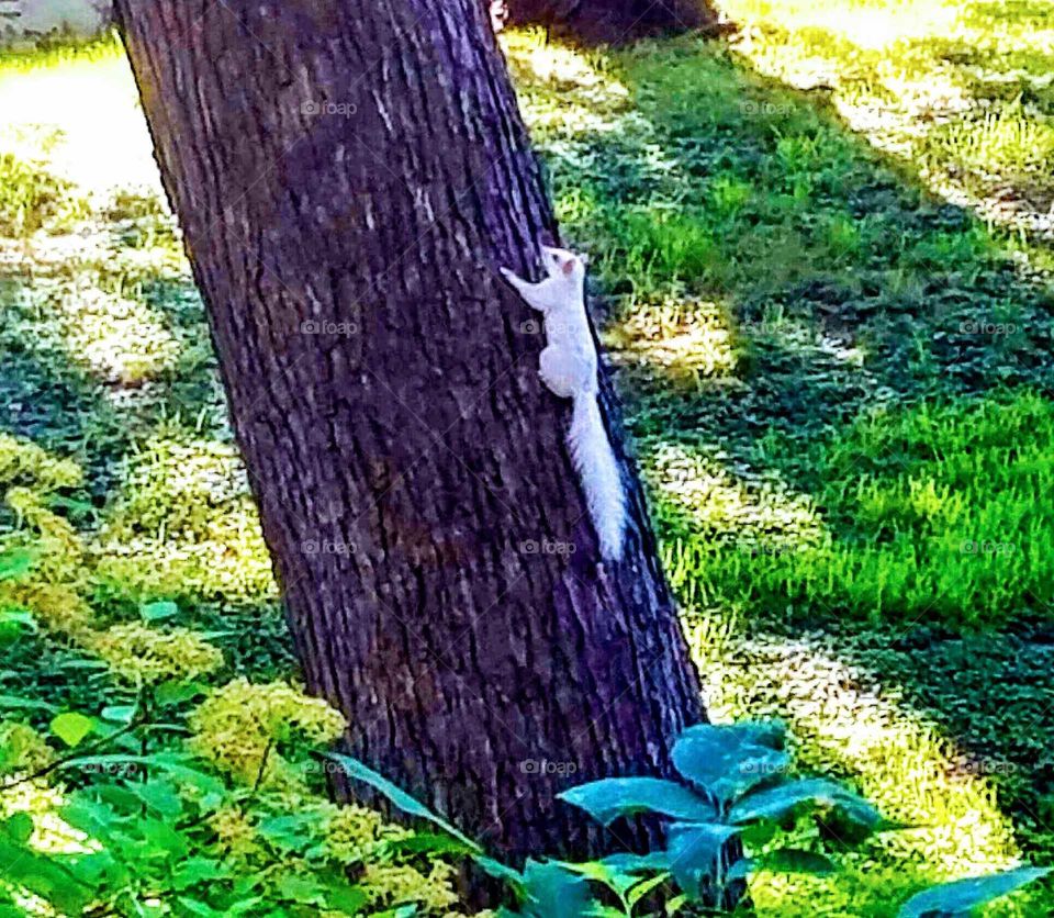 Albino squirrel climbing on a oak tree in the park in the warm spring sunshine