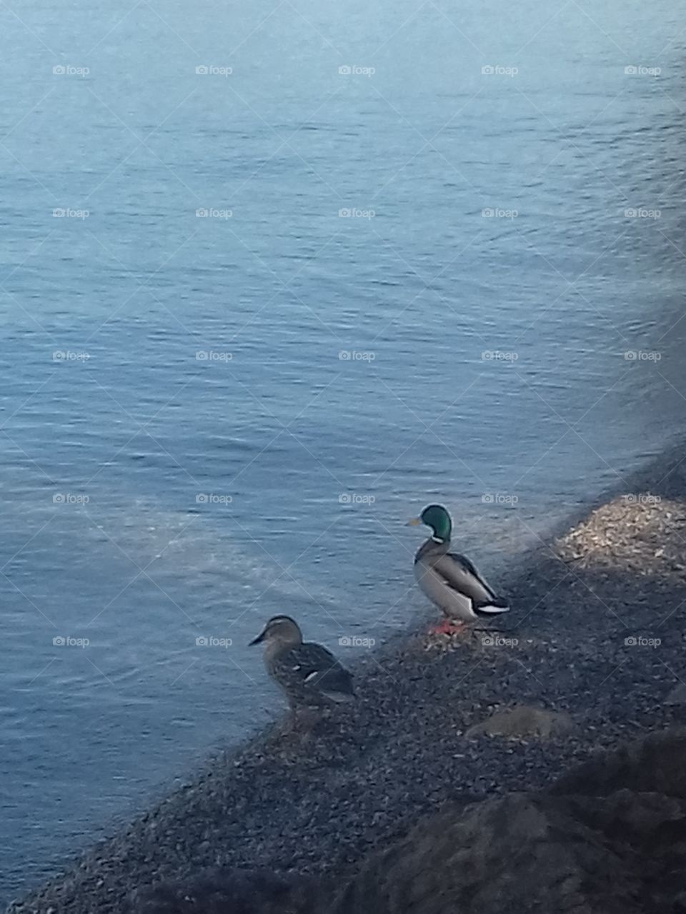 ducks admiring garda lake