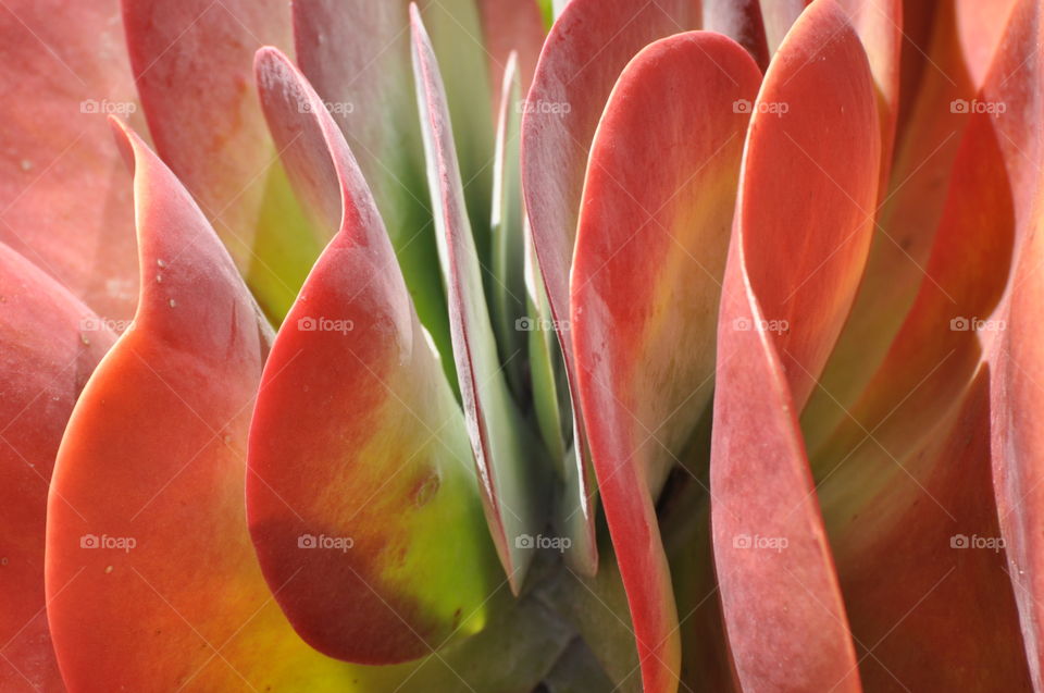 Colorful cactus plant