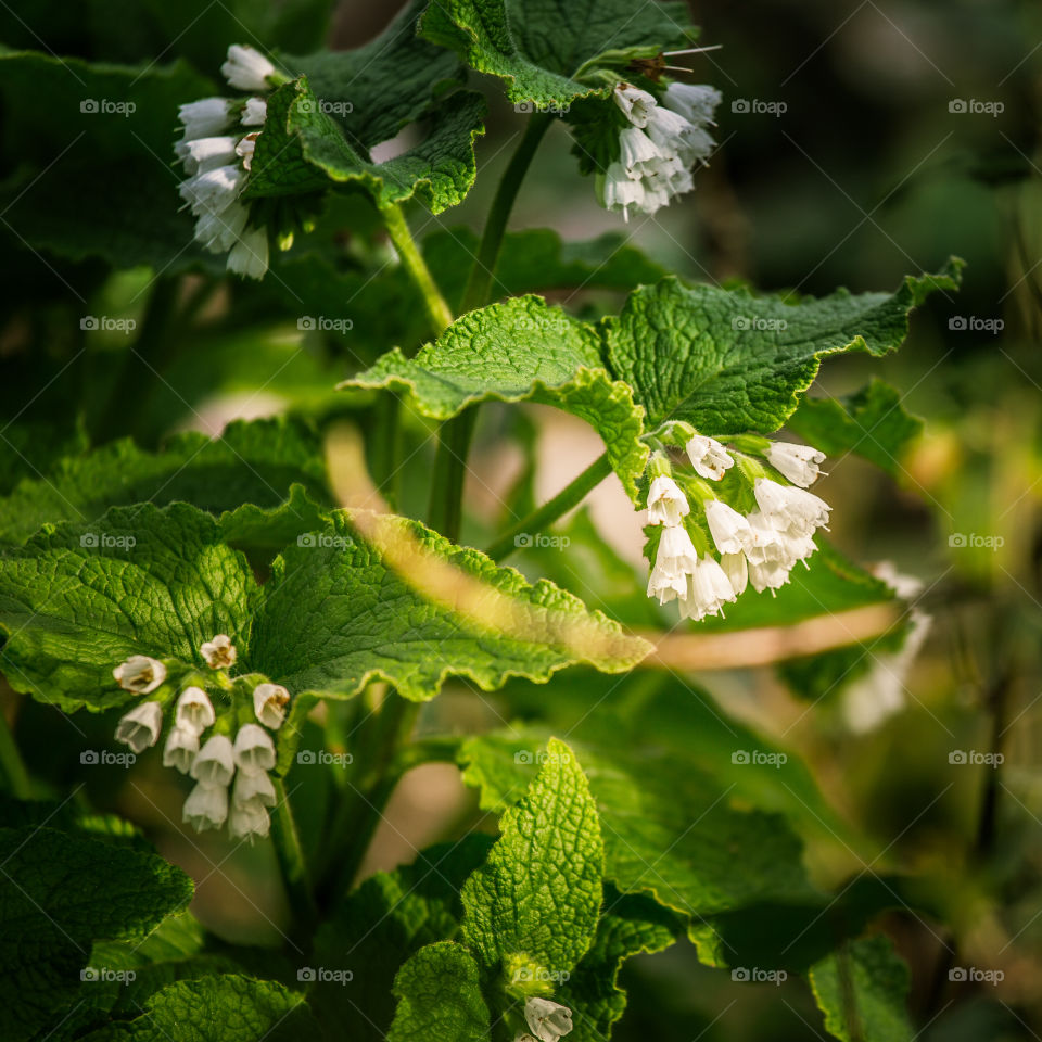 Spring flowers in London