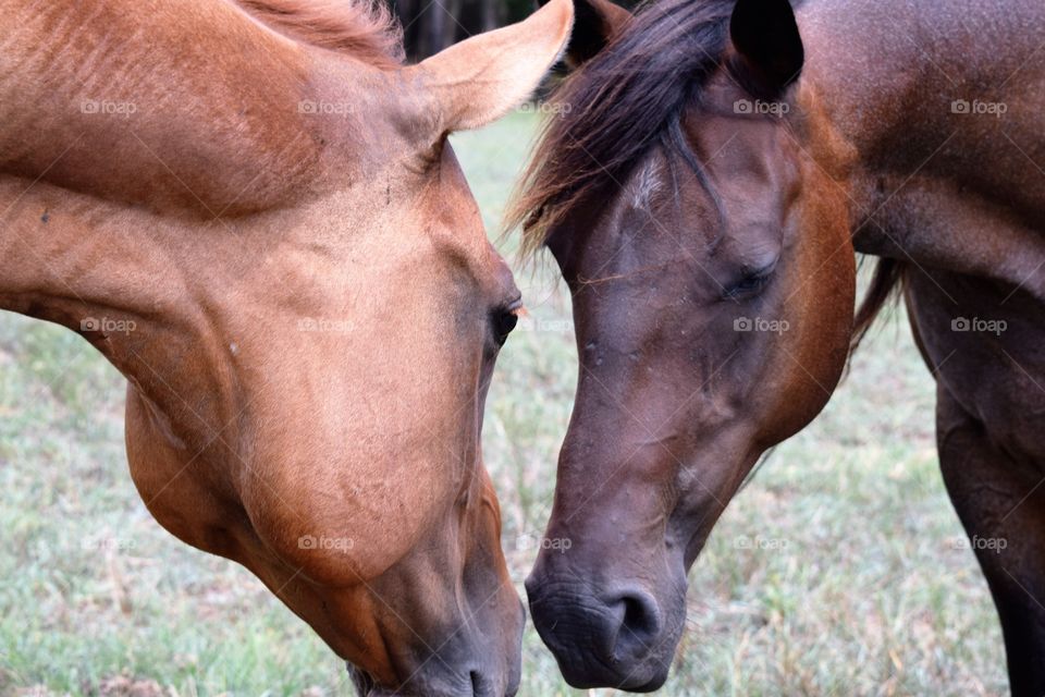Horses see eye to eye 