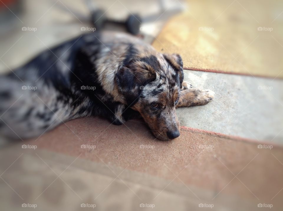 Catahoula Cur Pup Played Out! 