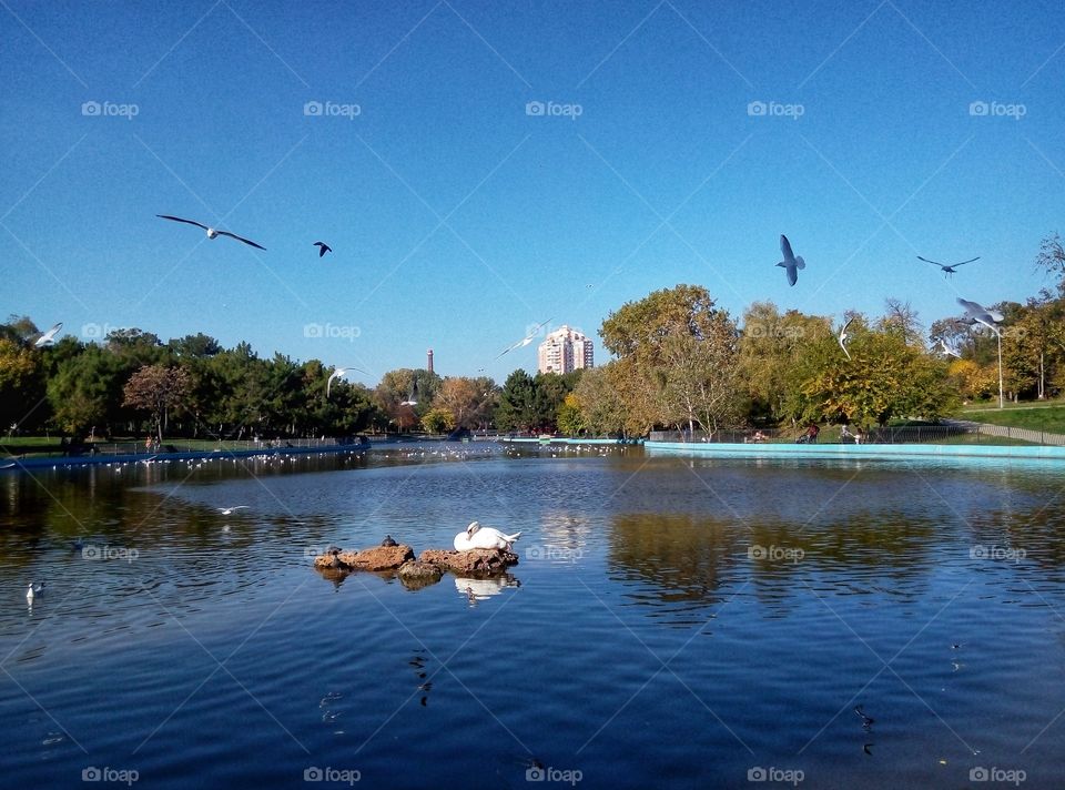 swan and gull on the lake лебедь и чайки на озере