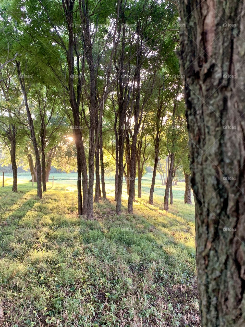 Sunlight streaming through trees making angled shadows on the grass