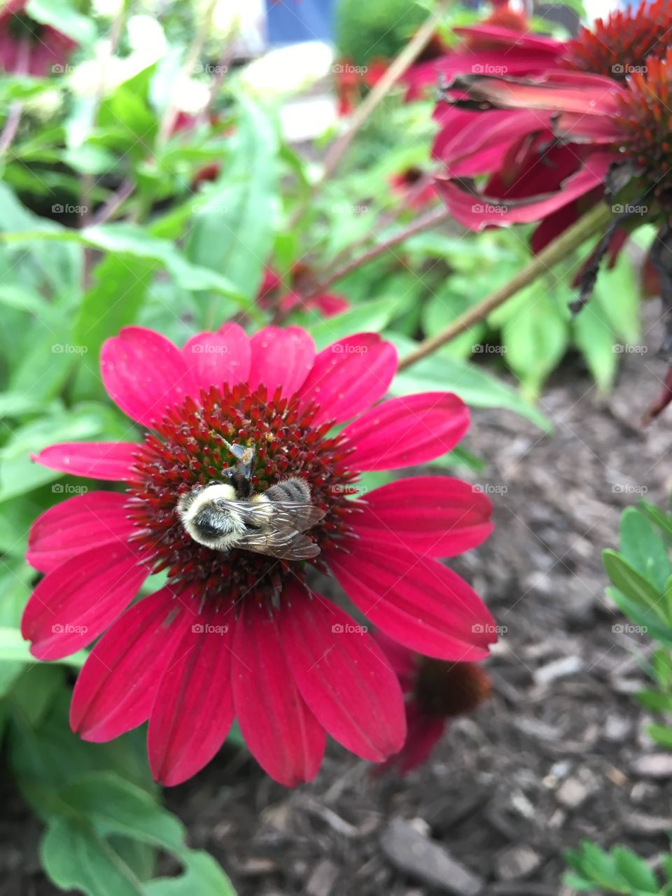 Bumblebee on red cone flower