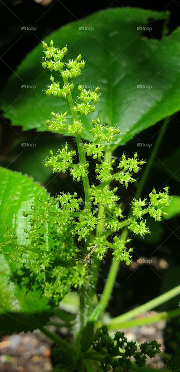 green bush, wild plant