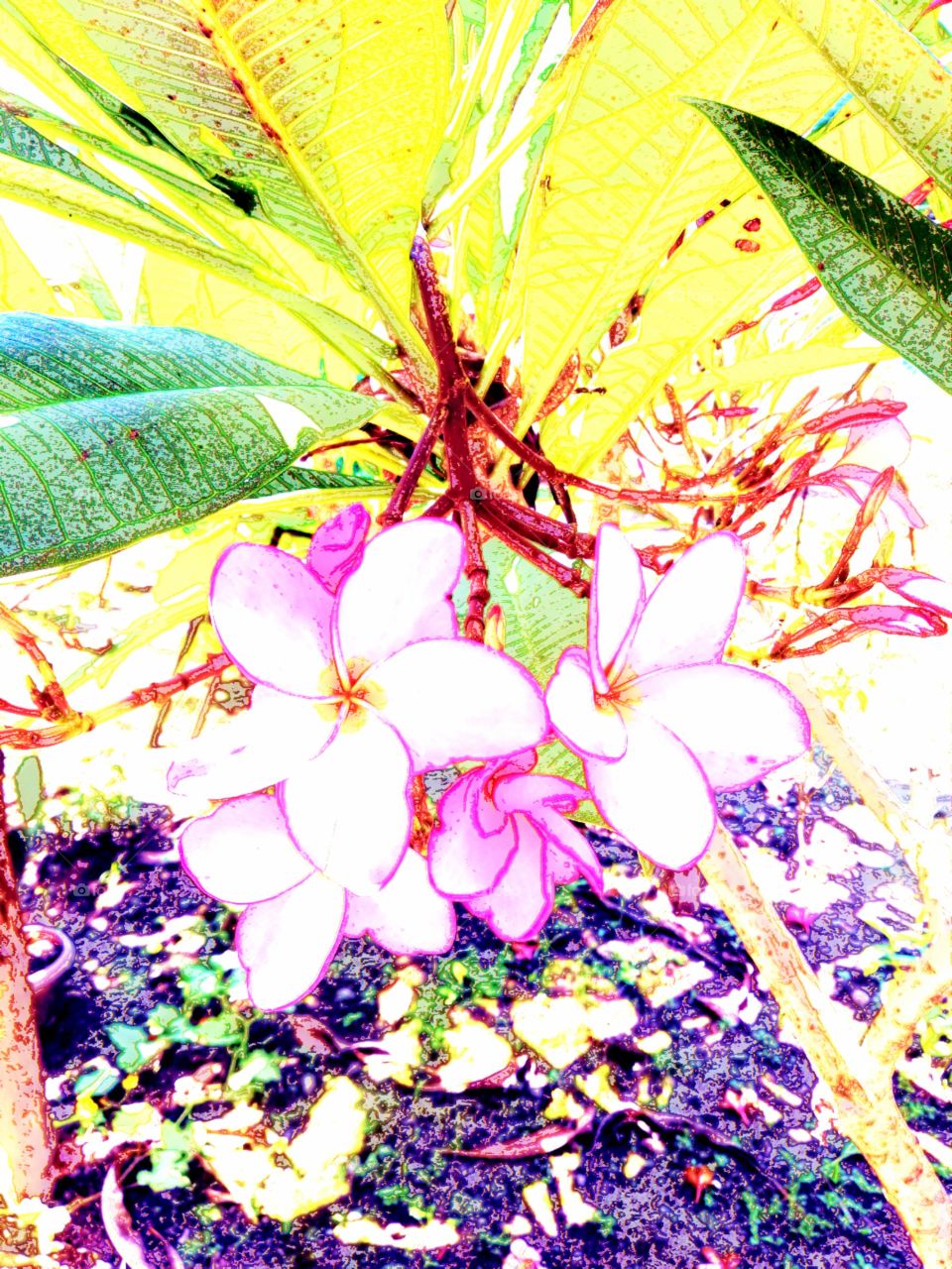Crayon drawing of pink Frangipani flowers on tree in tropical garden