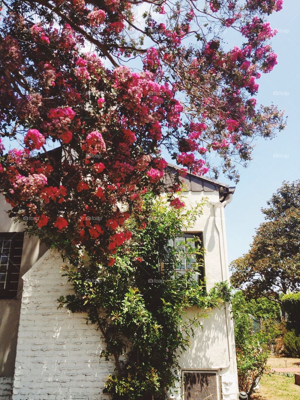 Flowers Over House