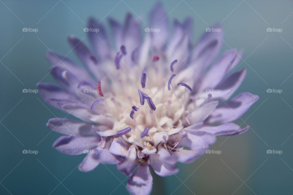 Close-up of purple flower