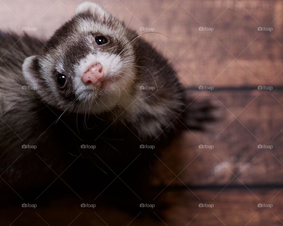 A sweet little smile from a ferret