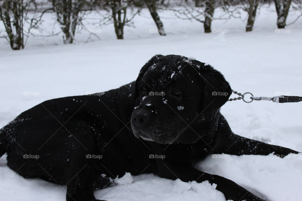 Covered in snow. My dearly departed labrador, named Hamlet
2004/30/01-2015/07/30
Forever loved, forever missed