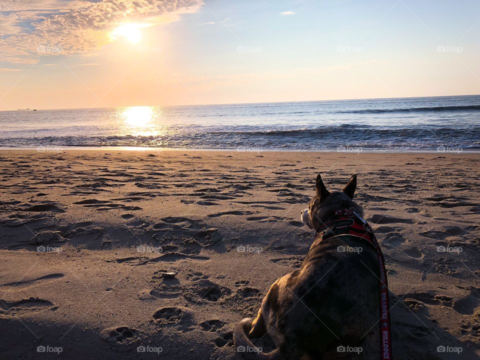 Sunrise on the beach with the silhouette of a Catahoula leopard dog