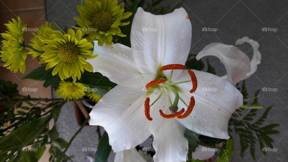 A white lily close up