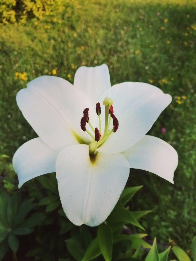 White flower