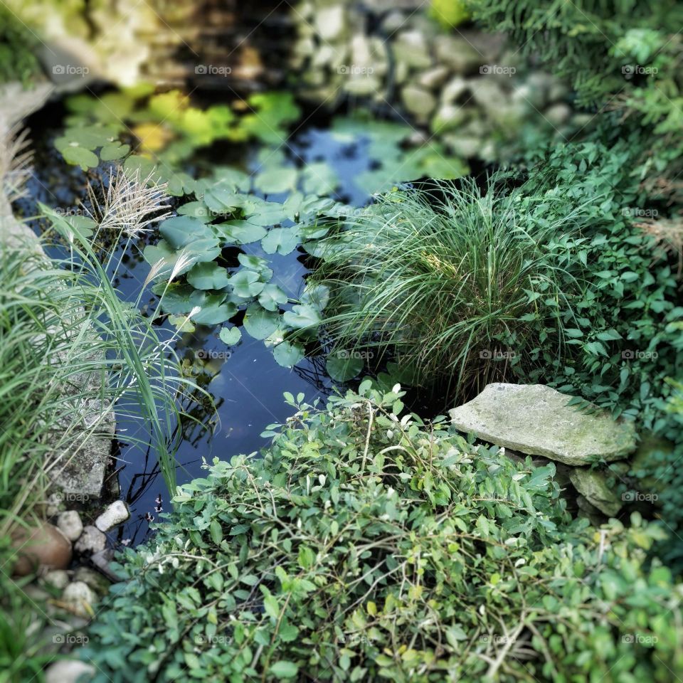 Tranquil Pond Surrounded by Lush Greenery