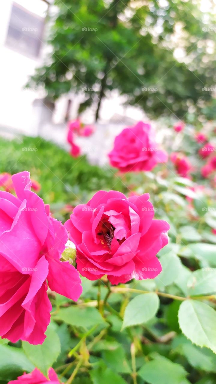 Flower and pollen collector