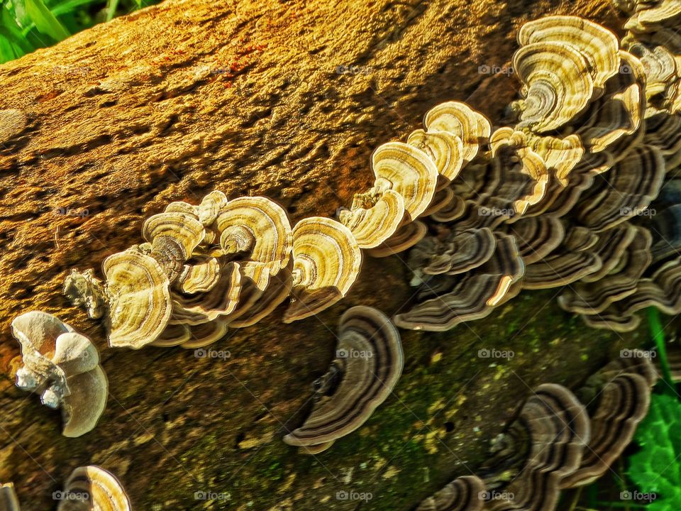 Shelf Fungi