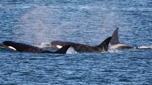Orcas