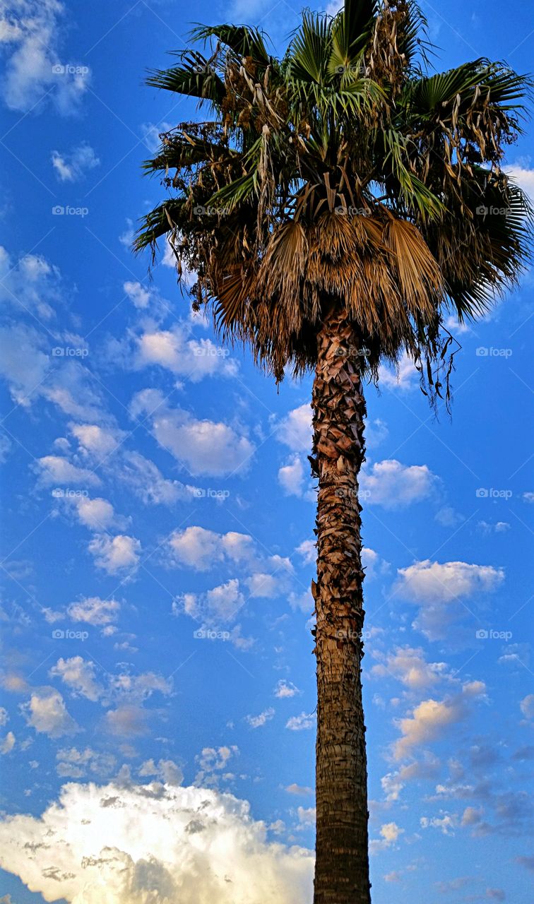 tall palm against blue sky. Tall palm tree highlighted against cloud studded blue sky.