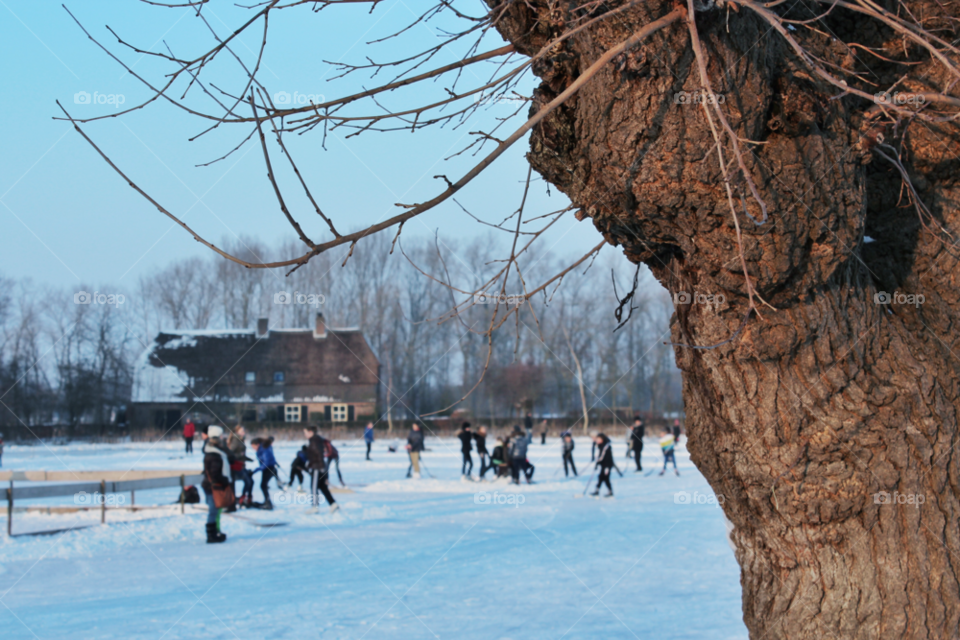 winter tree ice holland by twilite