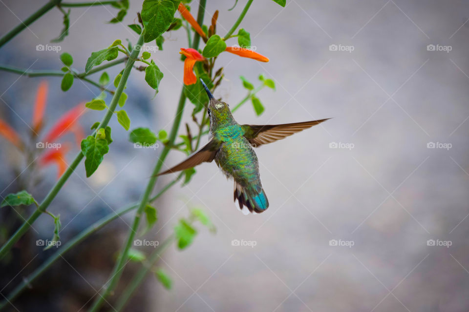 Hummingbird feeding on nectar