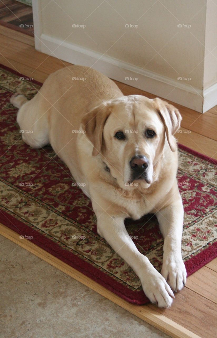 Yellow Labrador 