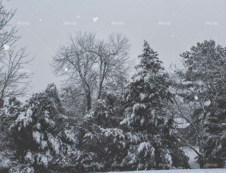 Winter, Tree, Snow, Wood, Frost