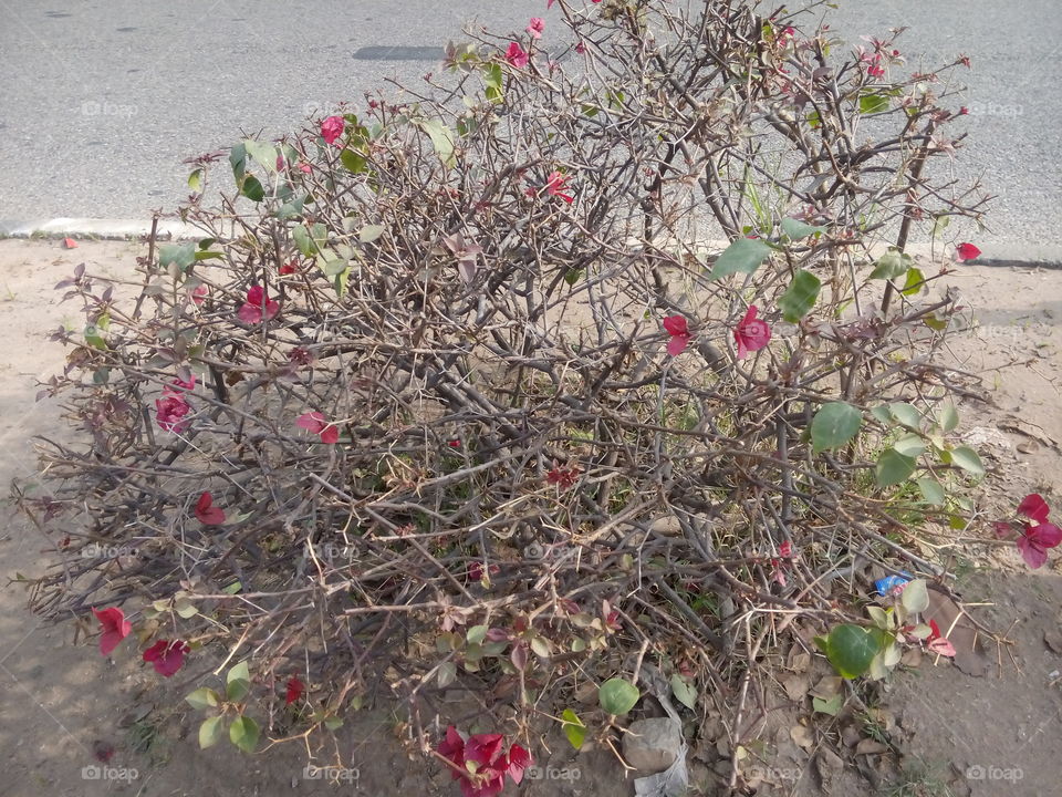 plants