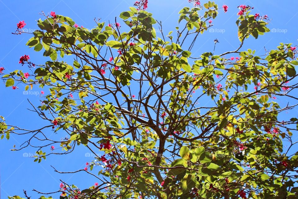 Flowering tropical tree creating a Lacey pattern against the blue Hawaii sky