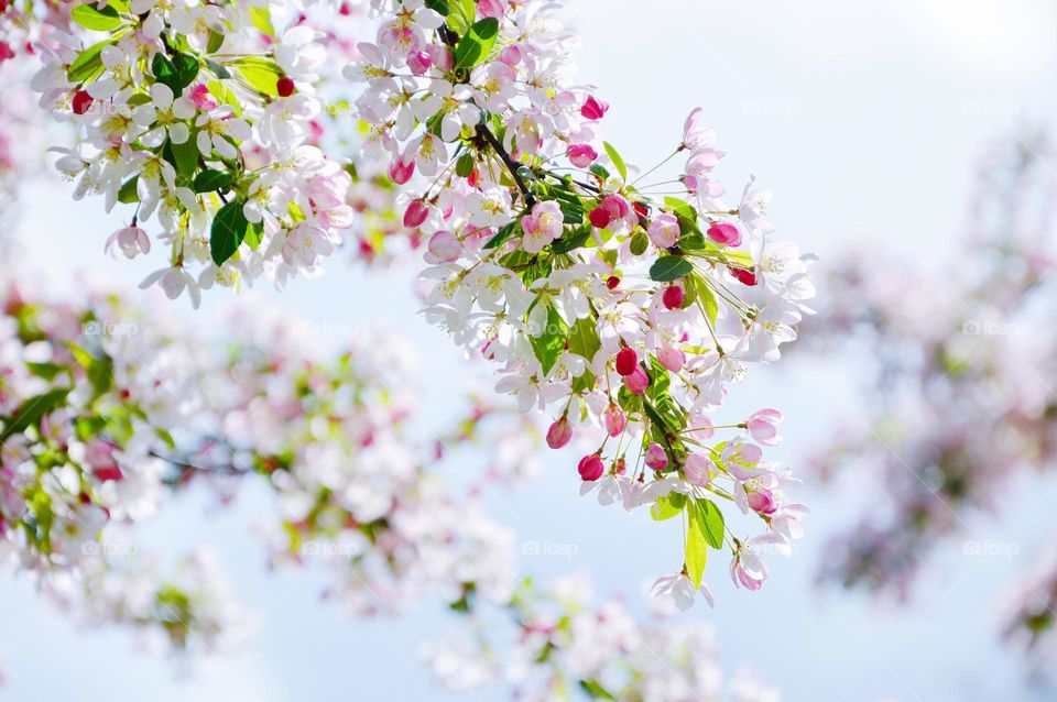 Photo of cherry blossom tree