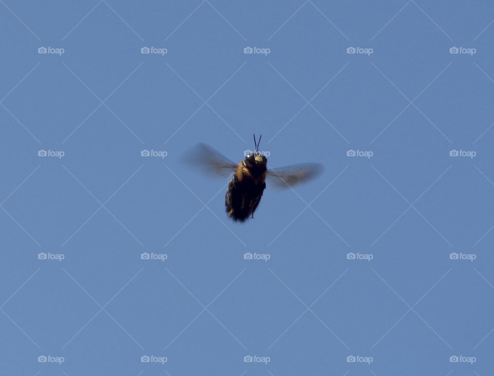 bee caught in mid-flight. Bumblebee flying toward the camera 