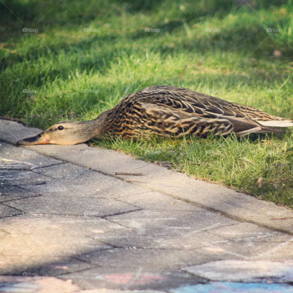 Lazy Duck