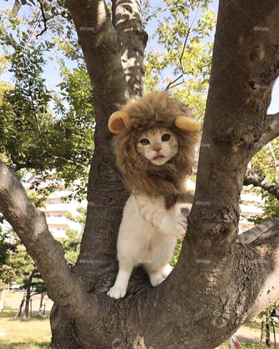cat like lion