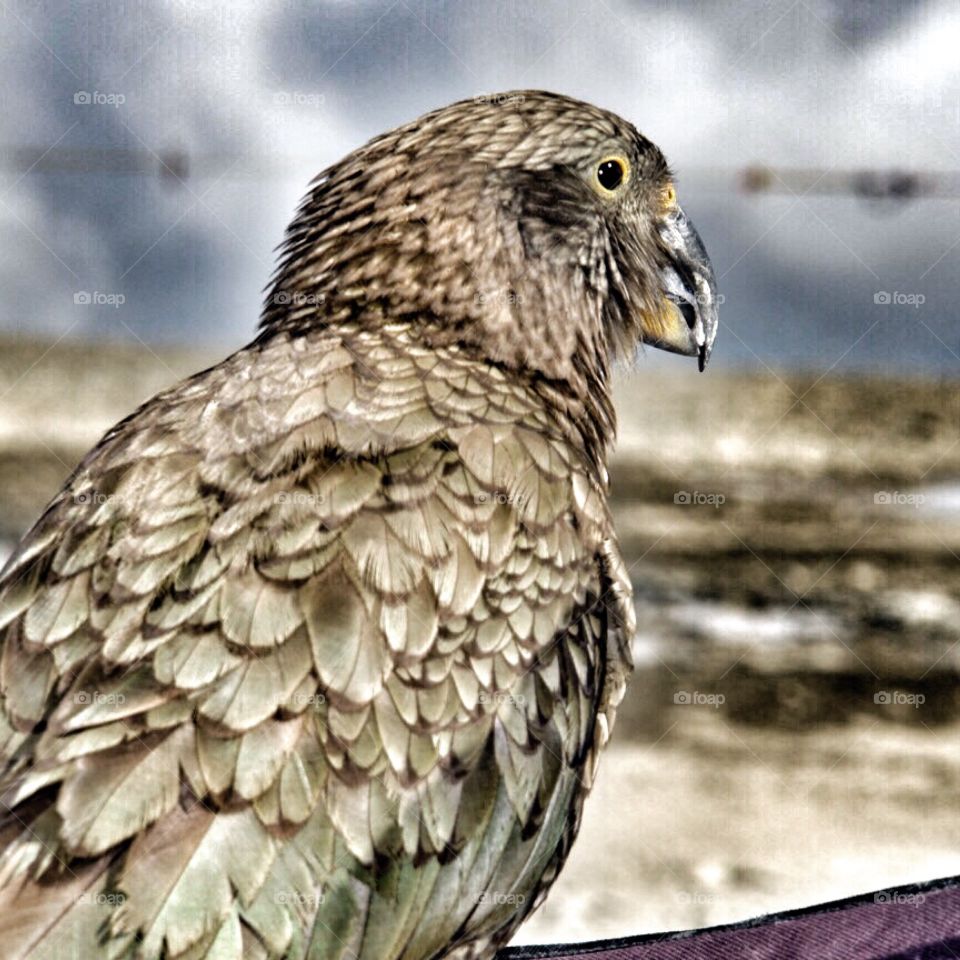 Crafty Kea keeps one eye on me ;) . Kea Parrot, Mount Hutt, New Zealand 