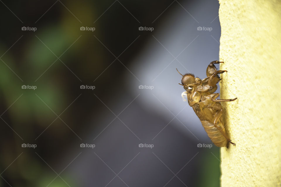 The shell of the cicada shed their skin on yellow wall Background blurry.