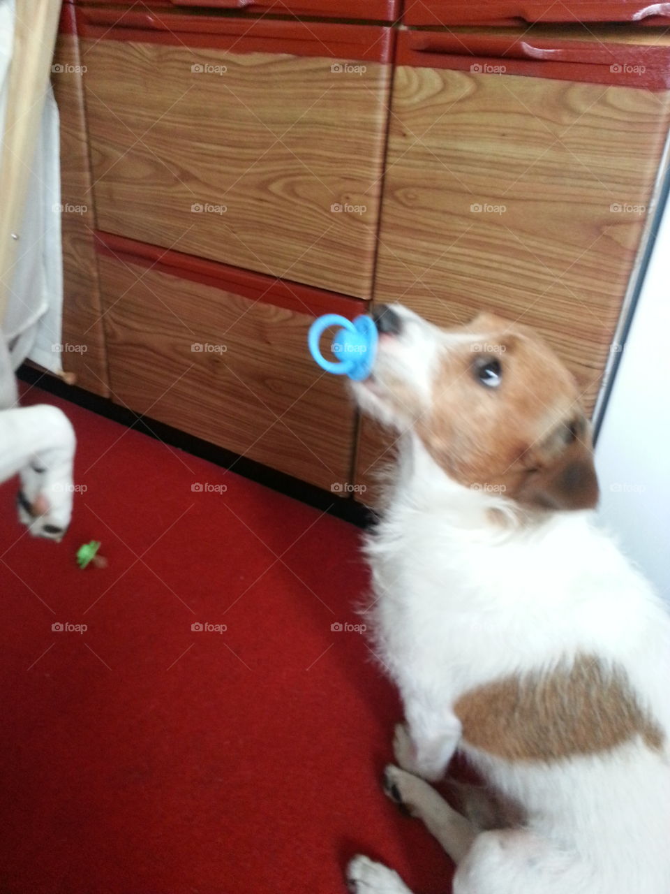 Jack russel with a baby's dummy