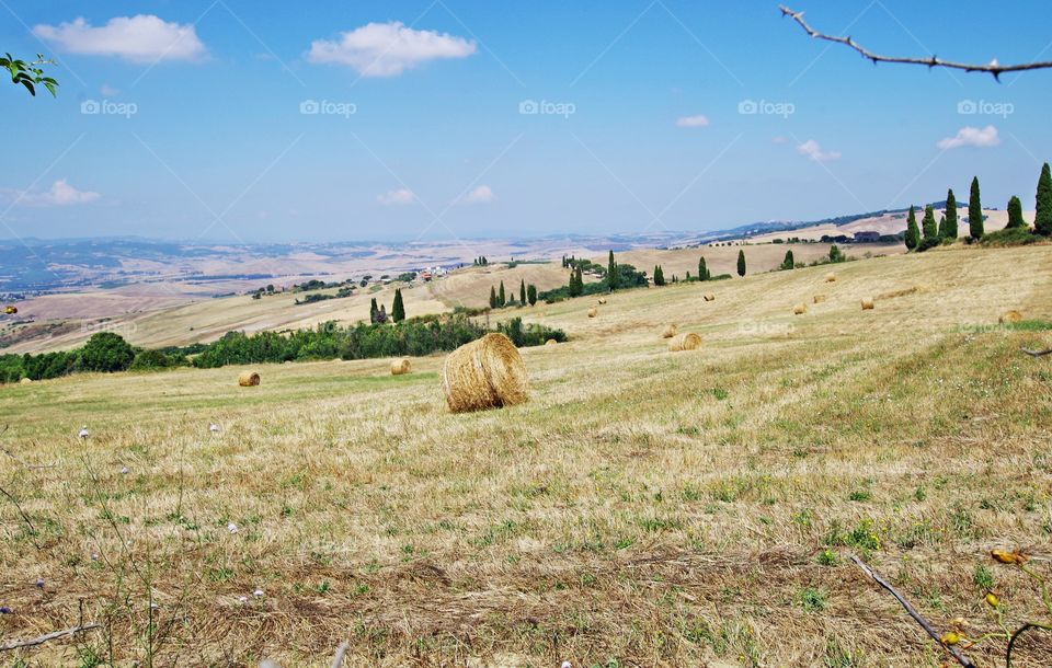 Hay bale in field