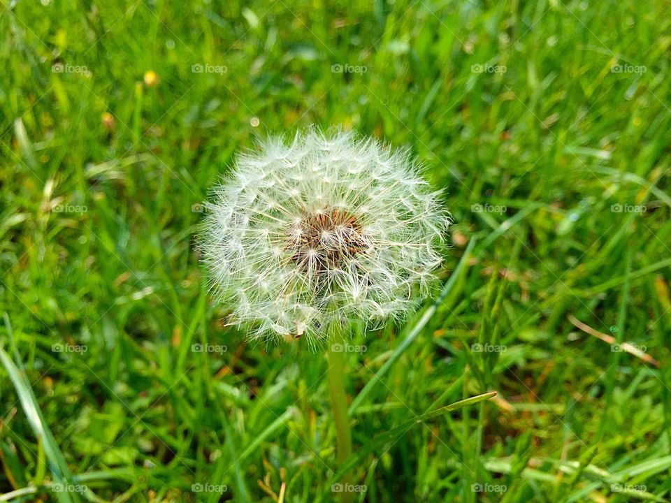 Close-up of fluffy dandelion