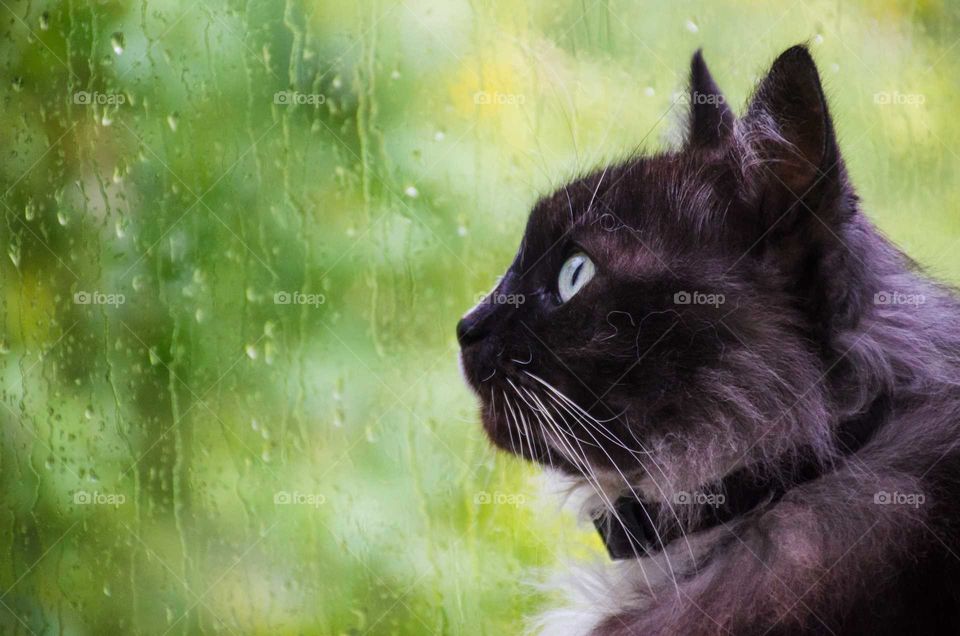 black and white cat near the window in the autumn season