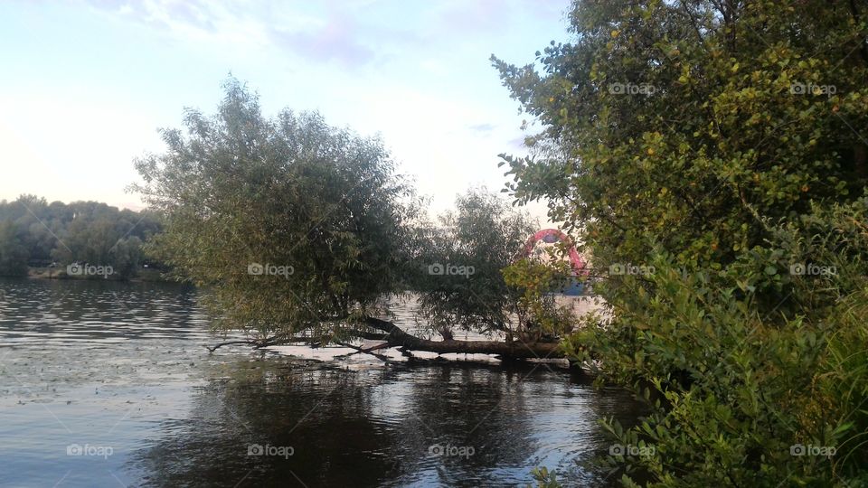 river, broken tree