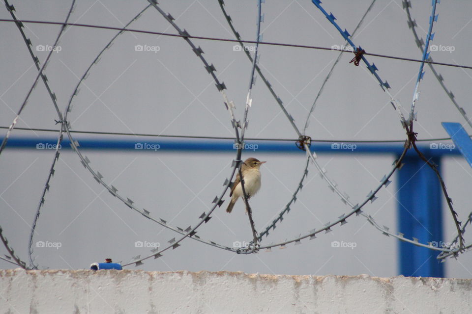 Bird on barbed wire