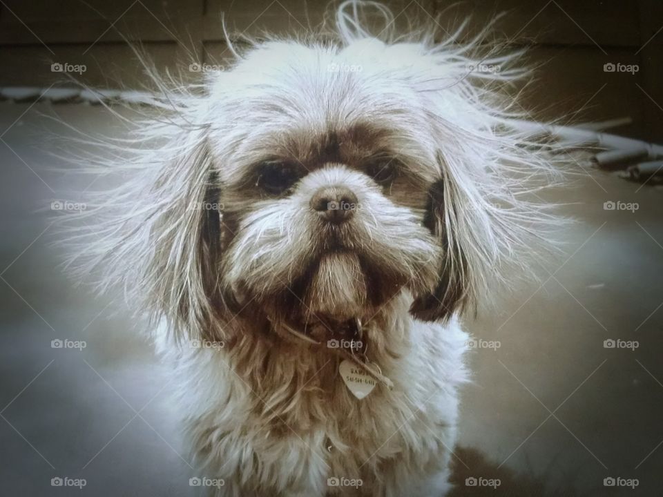 Shih Tzu Static Shock