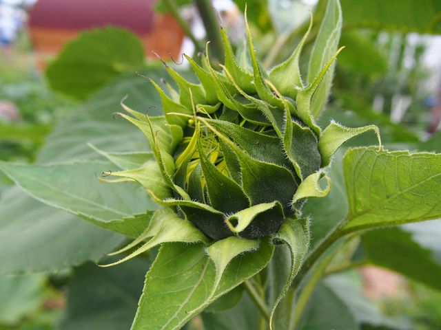 Sunflower